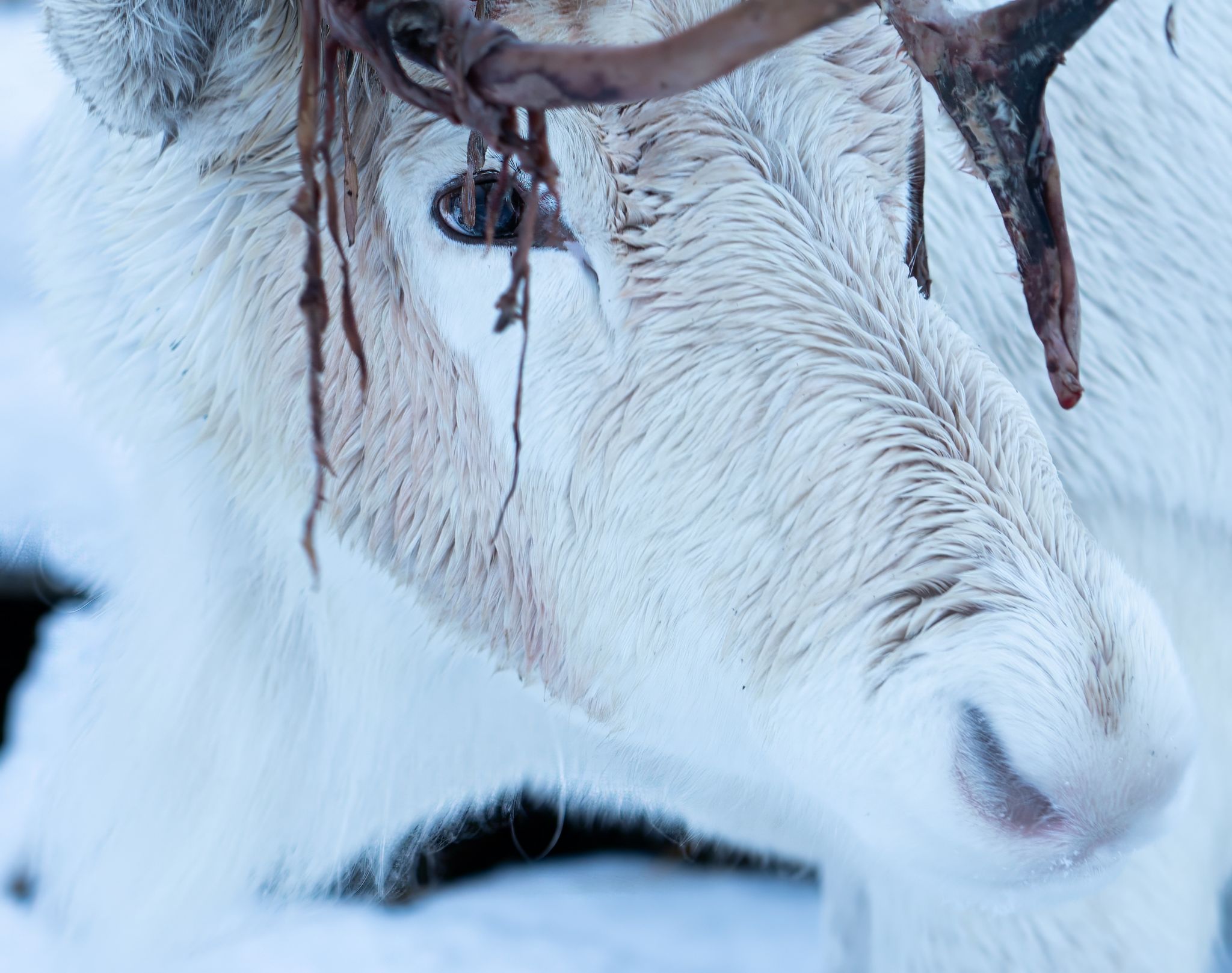 2024 Trömso Noorwegen